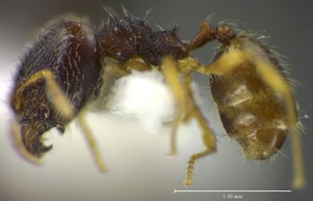 Media type: image;   Entomology 35180 Aspect: habitus lateral view